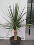 Dracaena Draco im Toskanagarten