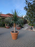 Dracaena Drago 230cm höhe im Toskanagarten  Lingenfeld