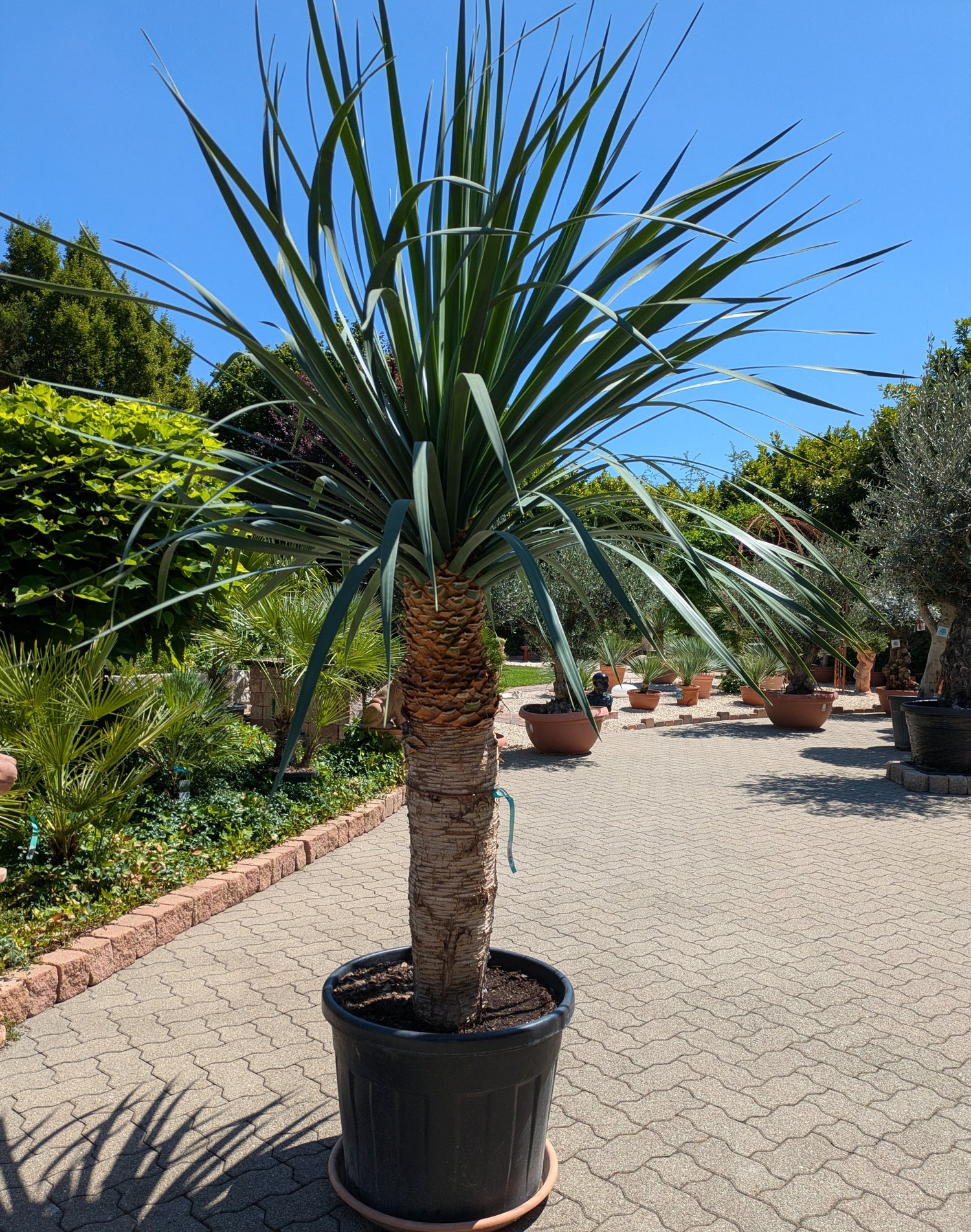Dracaena Draco 230 cm höhe im Toskanagarten