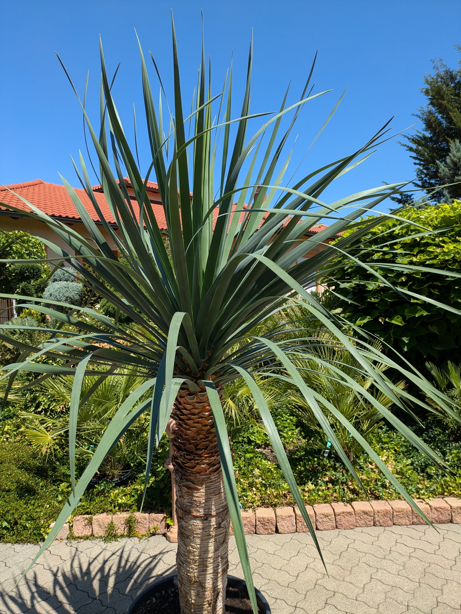 Krone von der Dracaena Draco 230 cm höhe