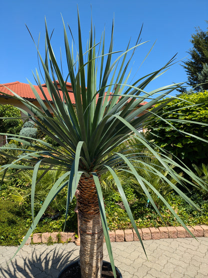 Krone von der Dracaena Draco 230 cm höhe