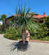 Dracaena Draco 230 cm höhe