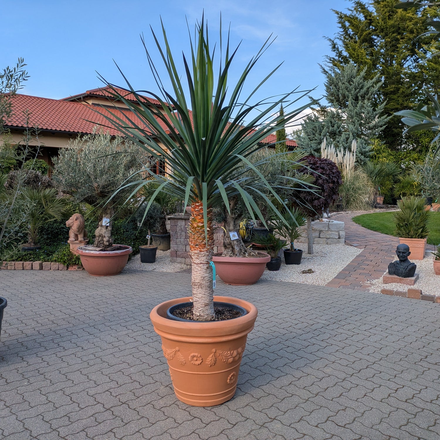Dracaena Drago 230cm höhe
