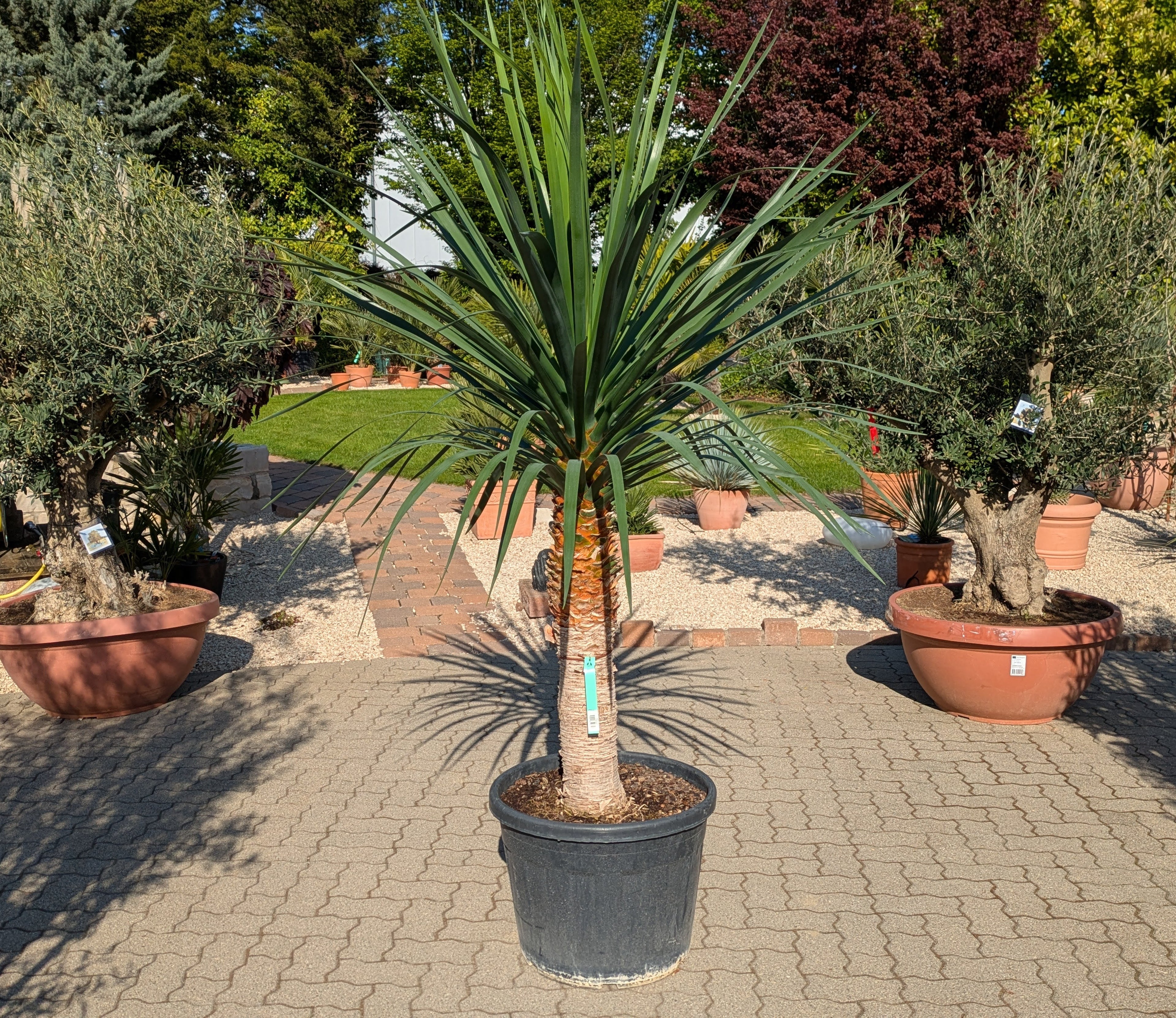 Dracaena Drago 230cm höhe im Toskanagarten