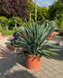 Yucca gloriosa 110cm