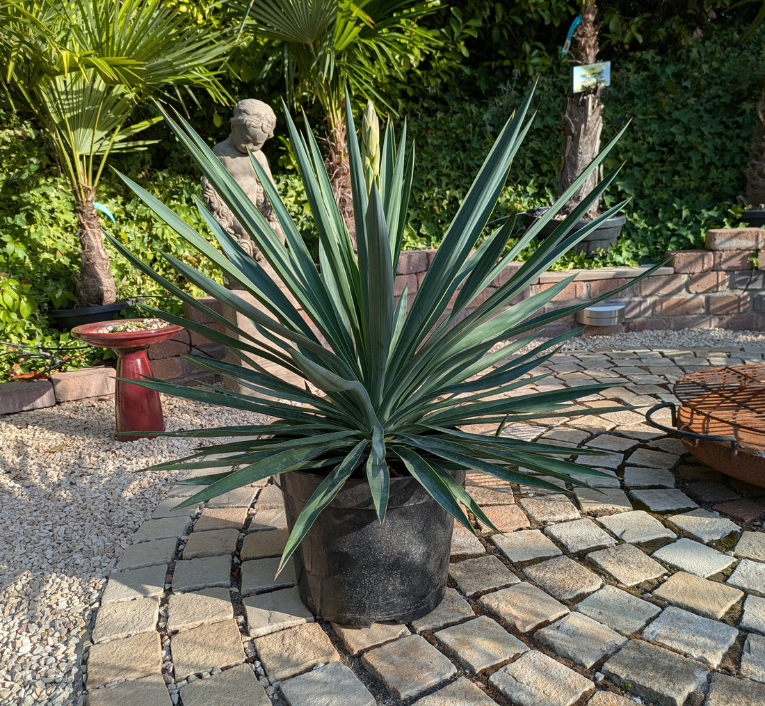 Yucca gloriosa Palmlilie 90cm  im Schaugarten
