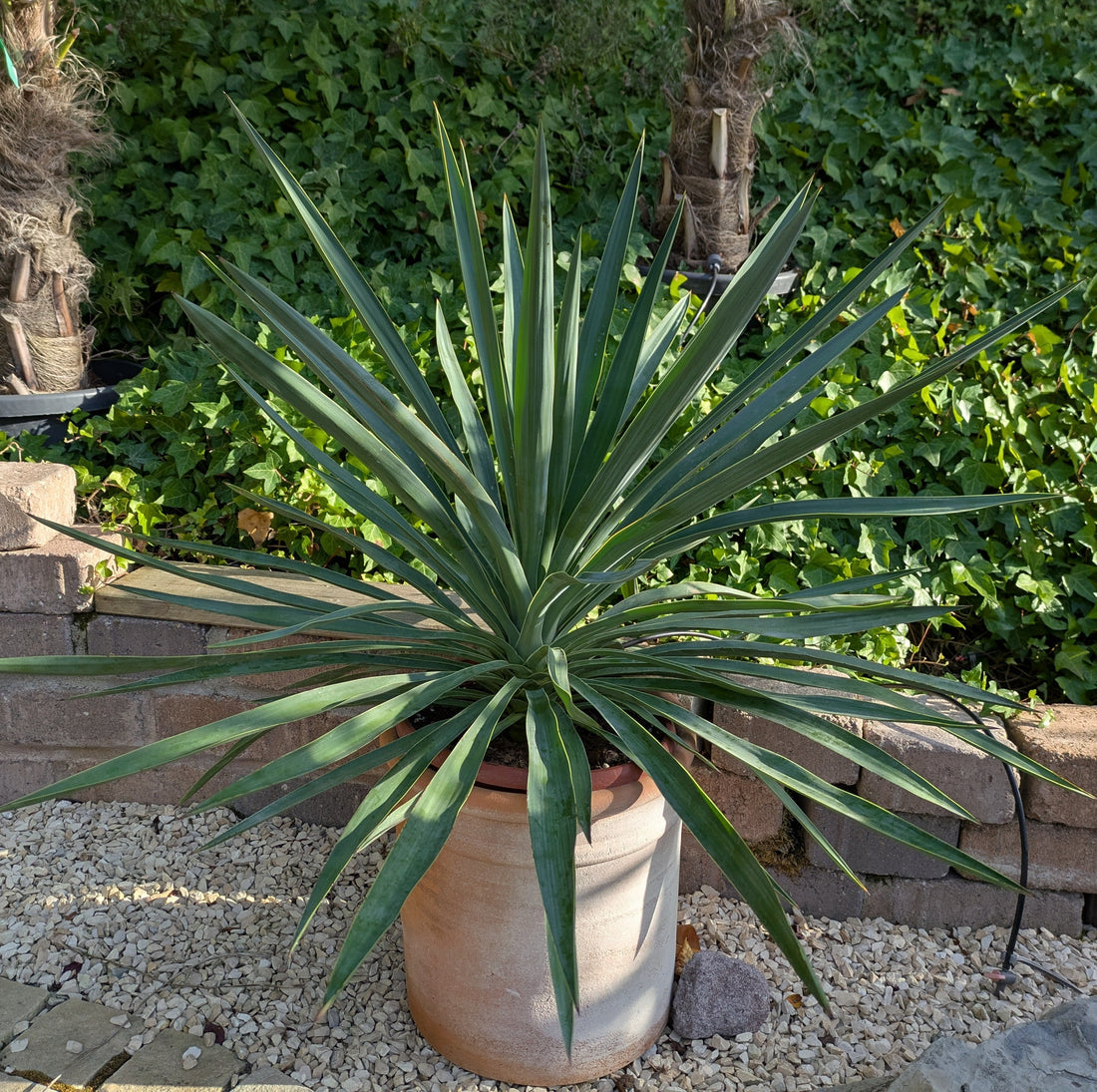 Yucca gloriosa Palmlilie 90cm 