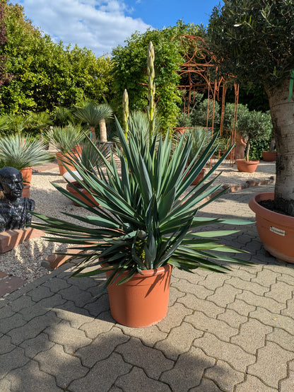 Yucca gloriosa 110cm im Schaugarten Lingenfeld