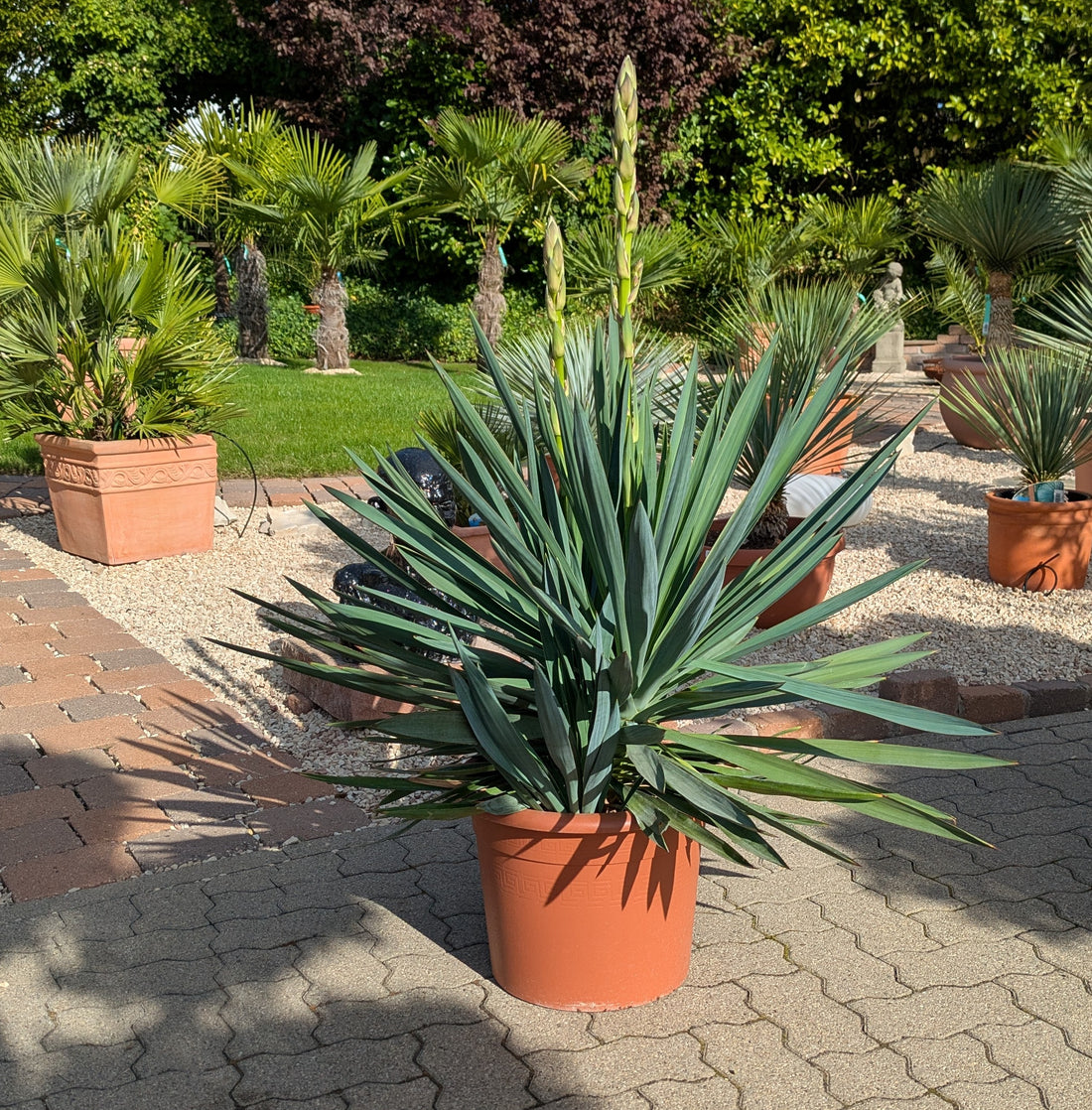 Yucca gloriosa 110cm im Toskanagarten