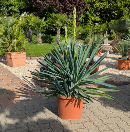 Yucca gloriosa 110cm im Toskanagarten