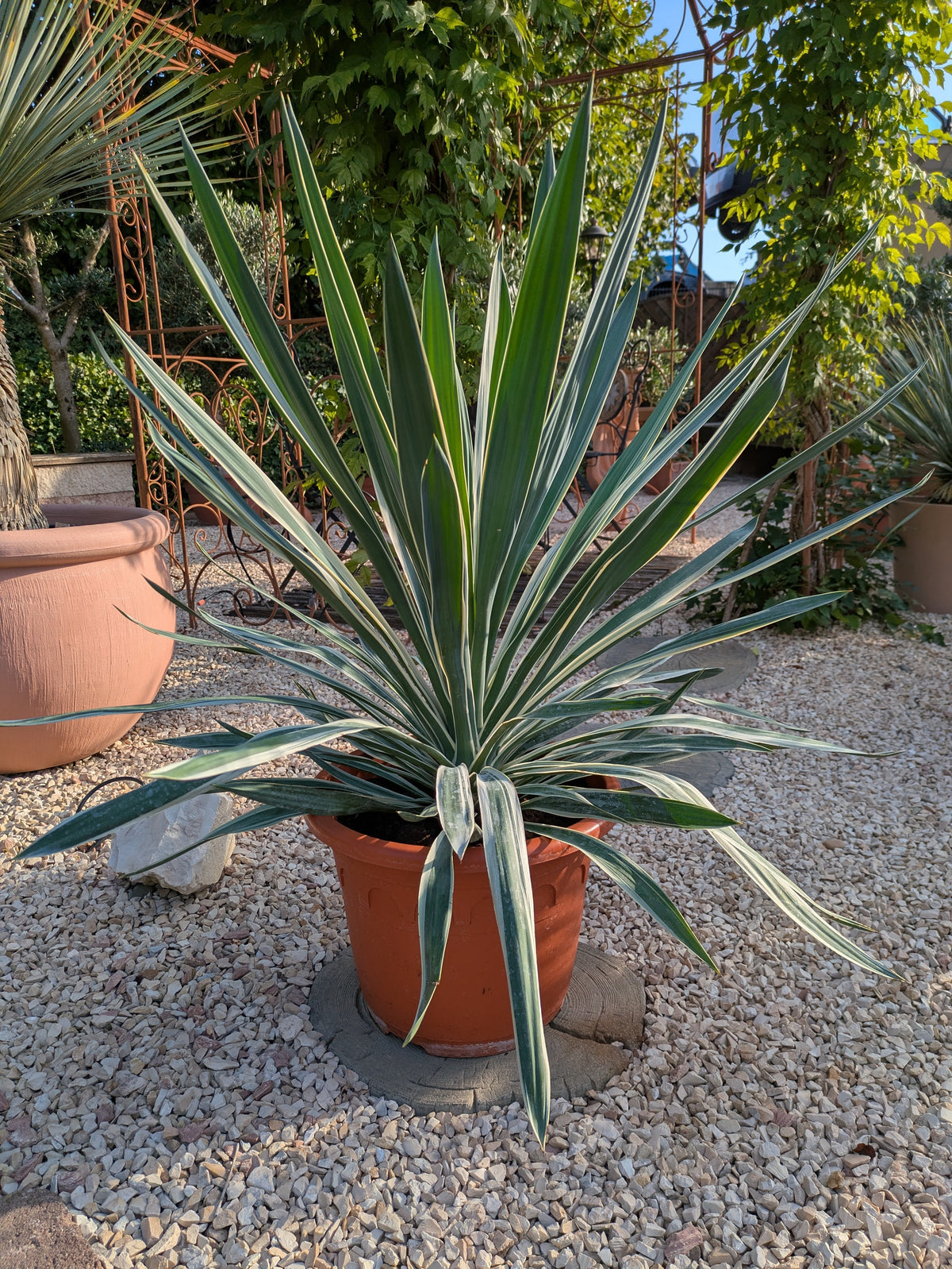 Yucca variegata 90 cm im Toskanagarten