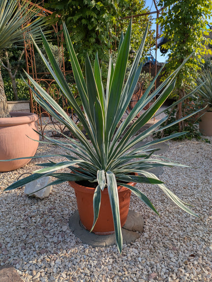 Yucca variegata 90 cm im Toskanagarten