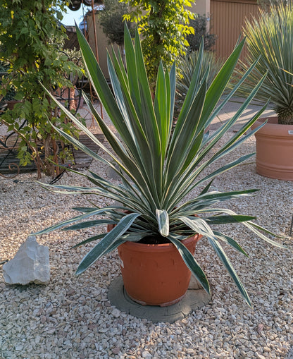 Yucca variegata 90 cm