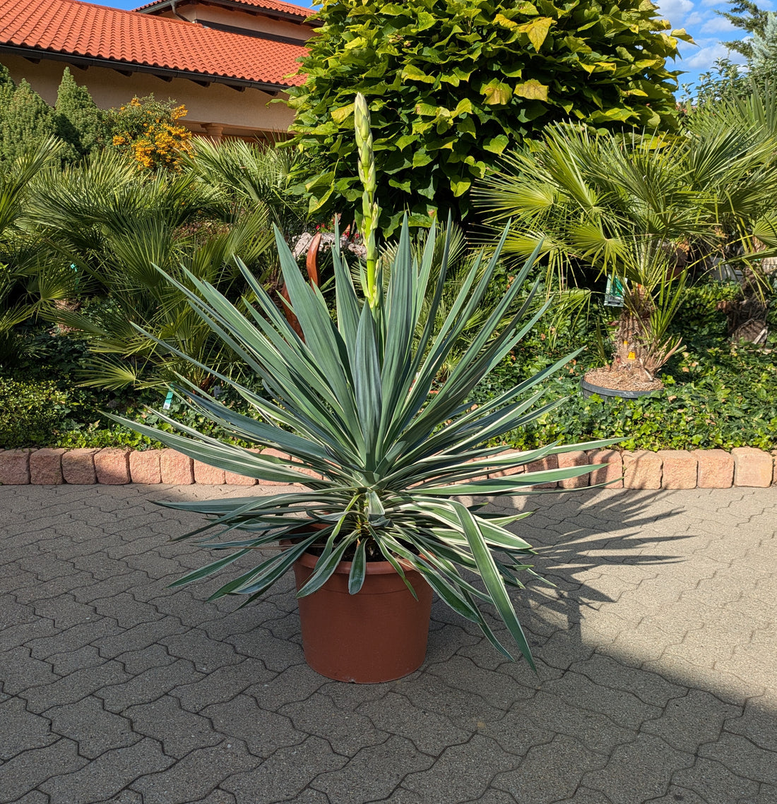 Yucca variegata 110 cm im Toskanagarten