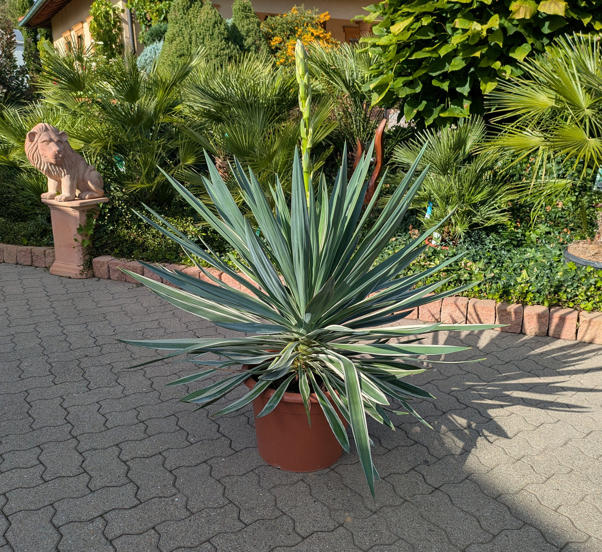 Yucca variegata 110 cm im Schaugarten