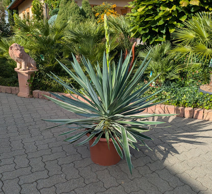 Yucca variegata 110 cm im Schaugarten