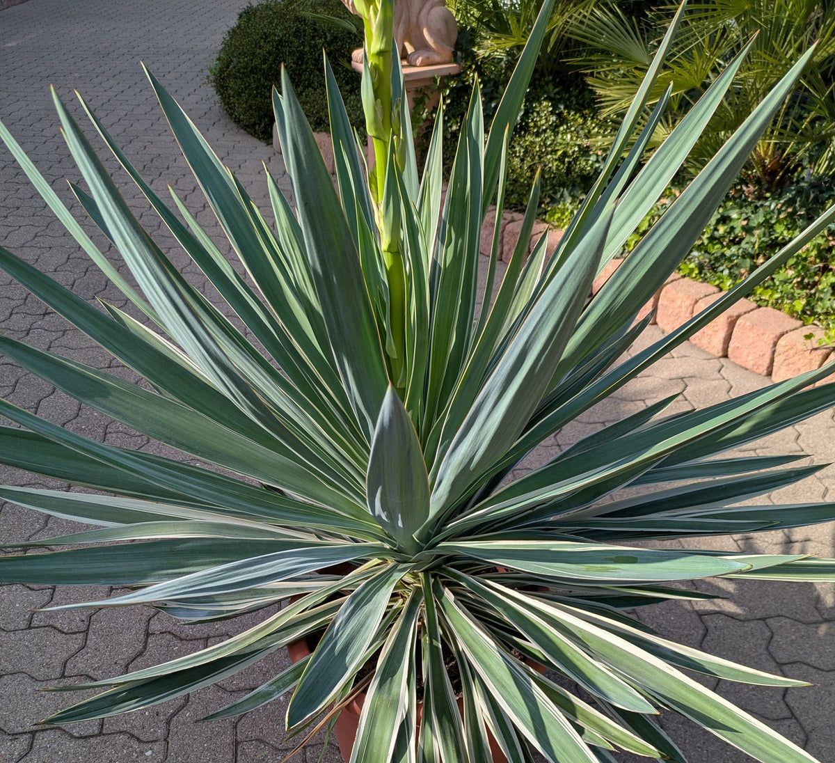 Yucca variegata 110 cm von Oben