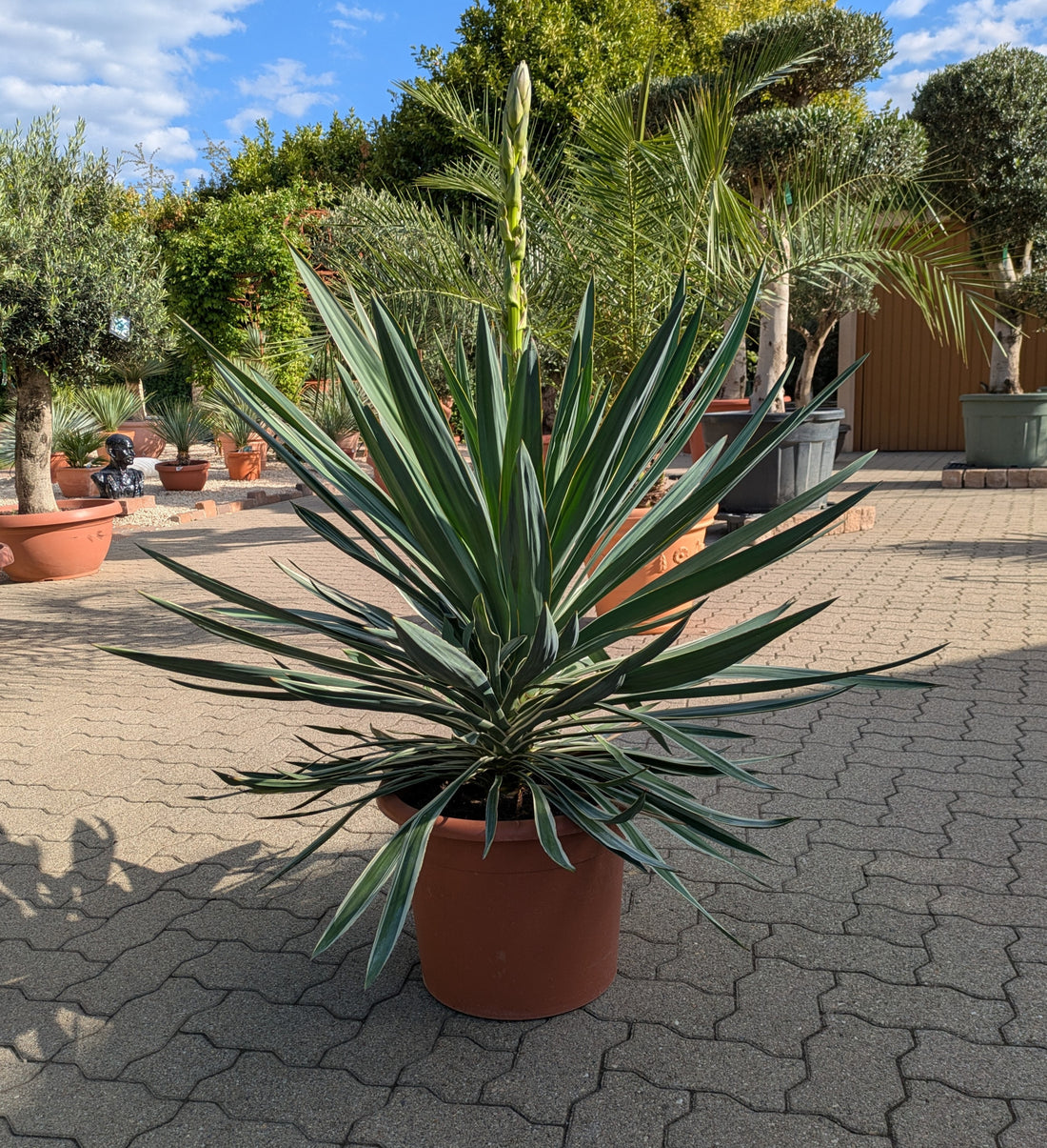 Yucca variegata 110 cm