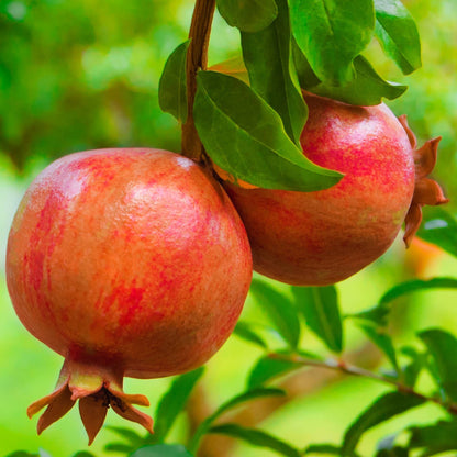 Granatapfelbaum, Punica granatum, Busch