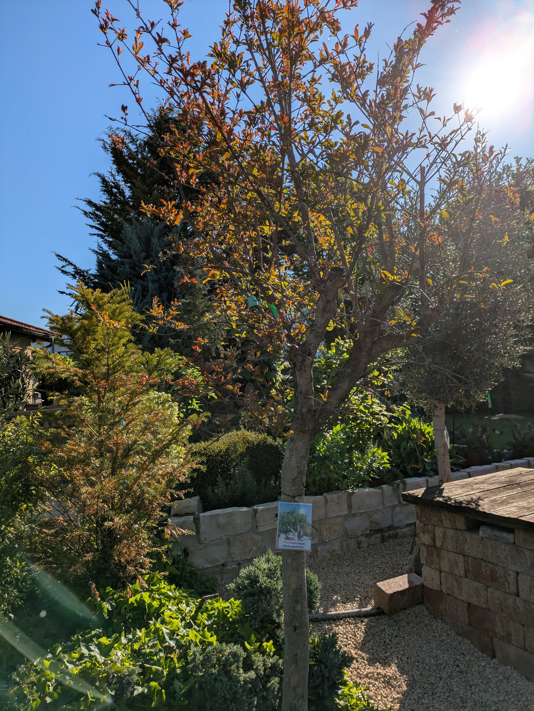 Granatapfebaum im Toskanagarten Lingenfeld 25 Jahre alt 