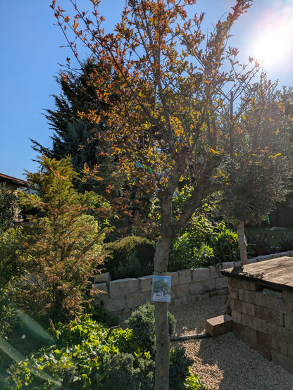 Granatapfelbaum, Punica granatum, 25 Jahre alt