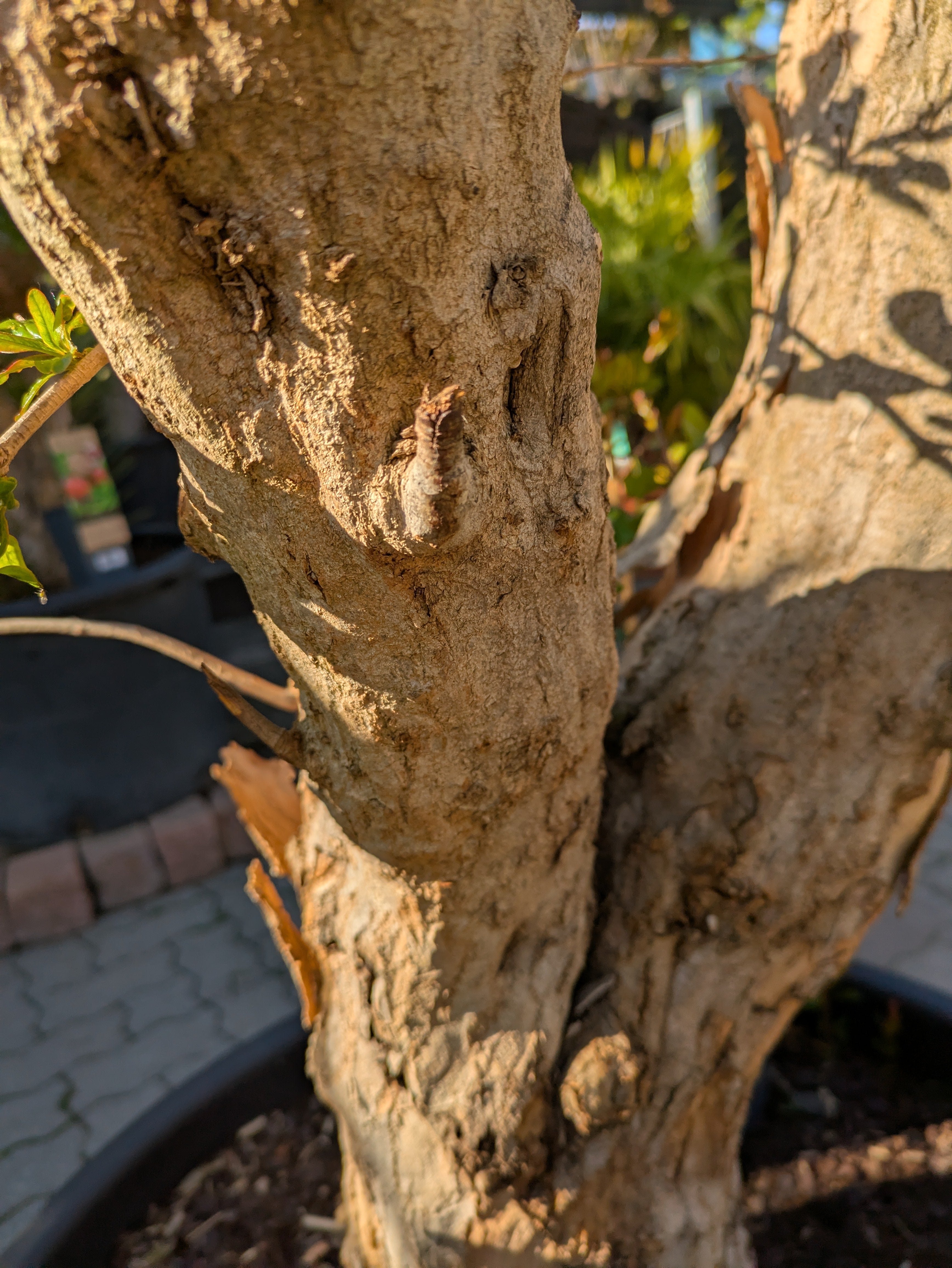Stamm vom 75 Jahre alten Granatapfelbaum