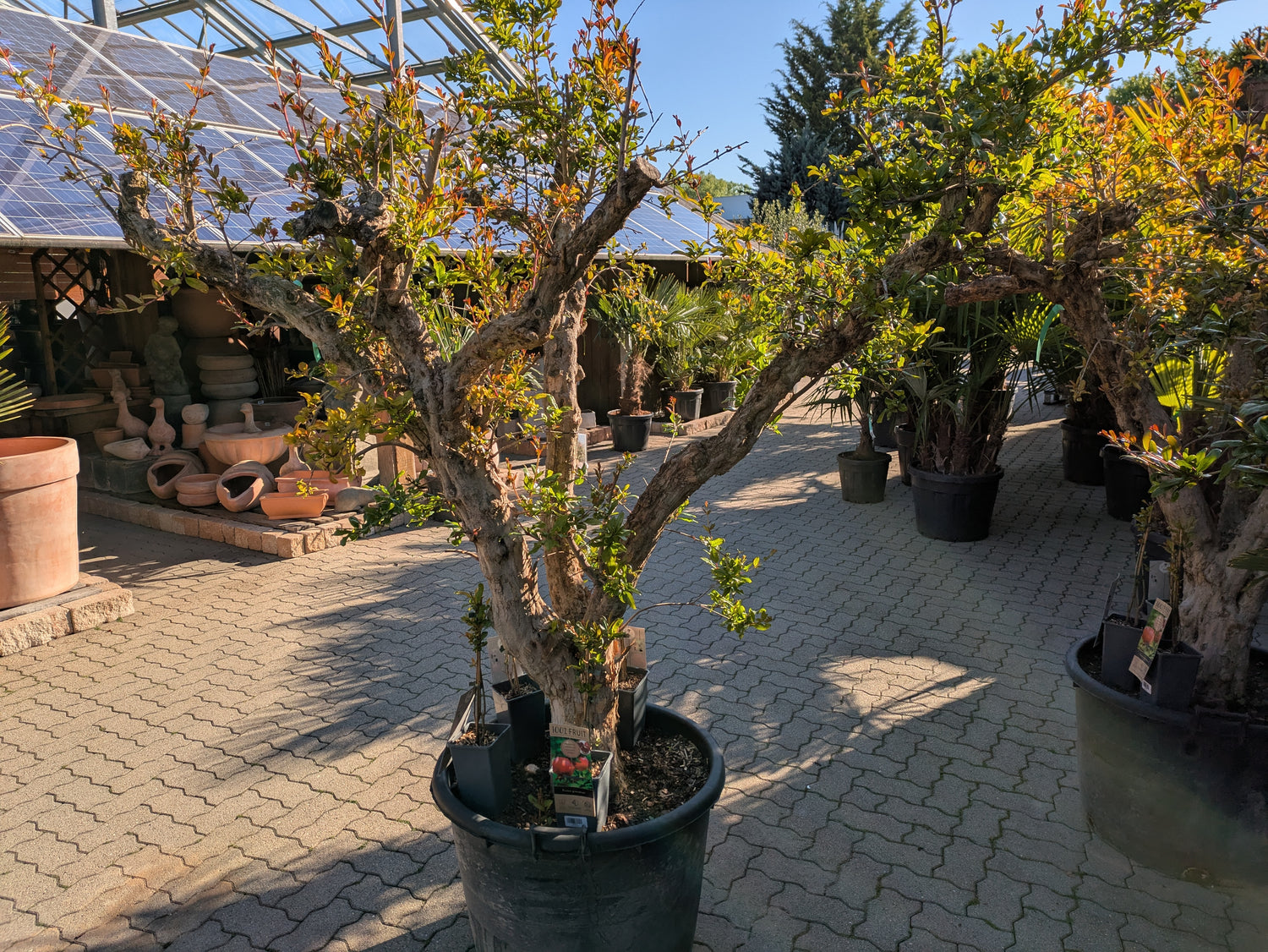 75 Jahre alter Granatapfelbaum in der Gärtnerei Scherer April 2025