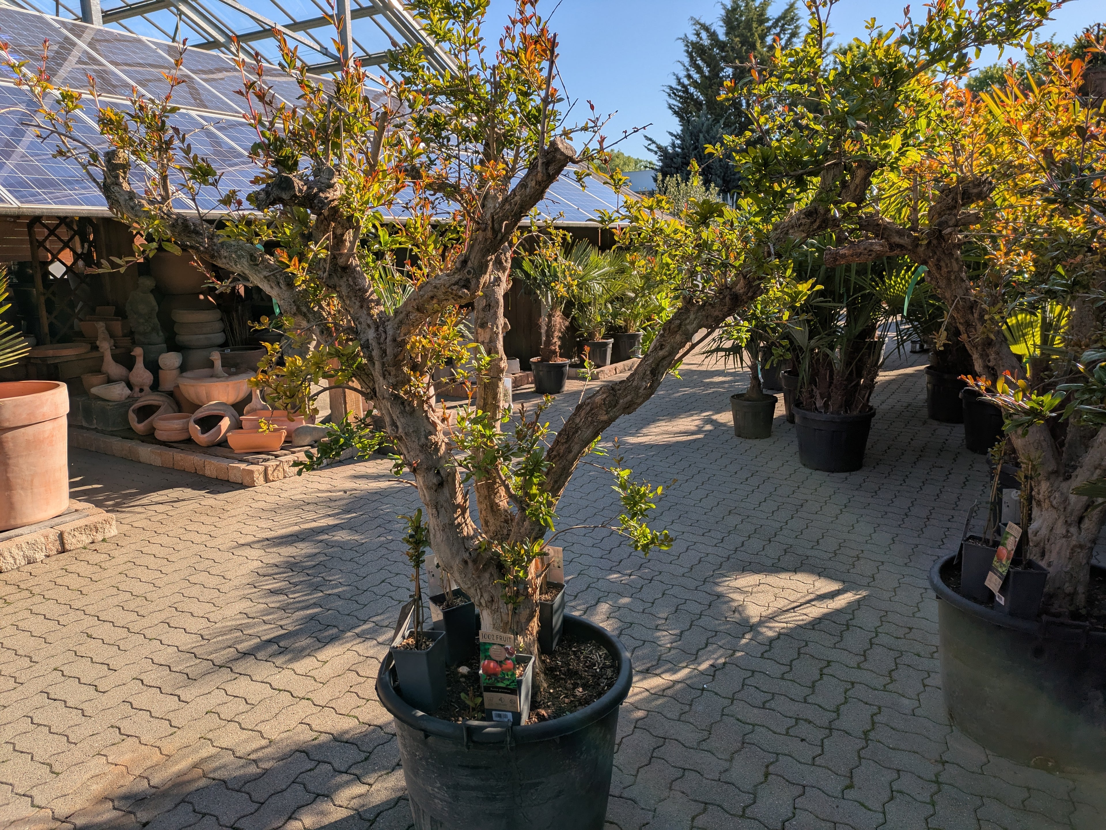 75 Jahre alter Granatapfelbaum in der Gärtnerei Scherer April 2025