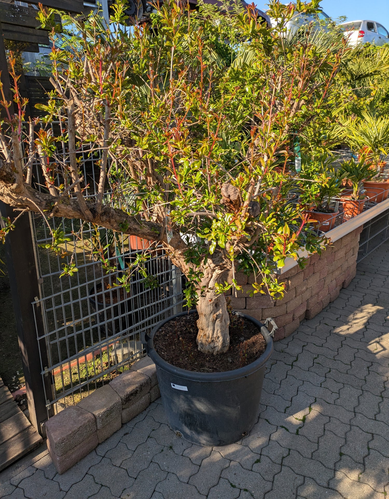 75 Jahre alter Granatapfelbaum im Toskanagarten
