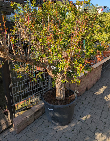 75 Jahre alter Granatapfelbaum im Toskanagarten
