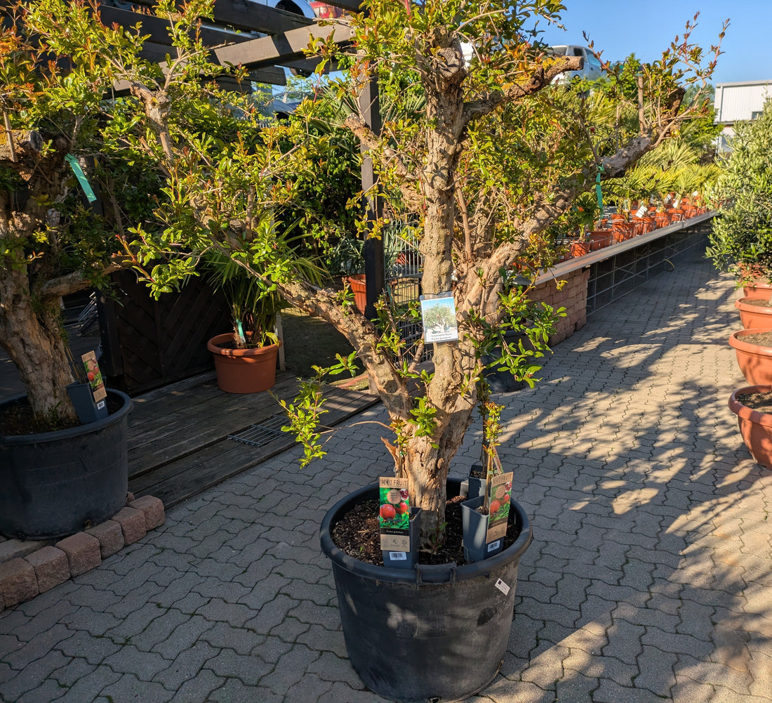 75 Jahre alter Granatapfelbaum