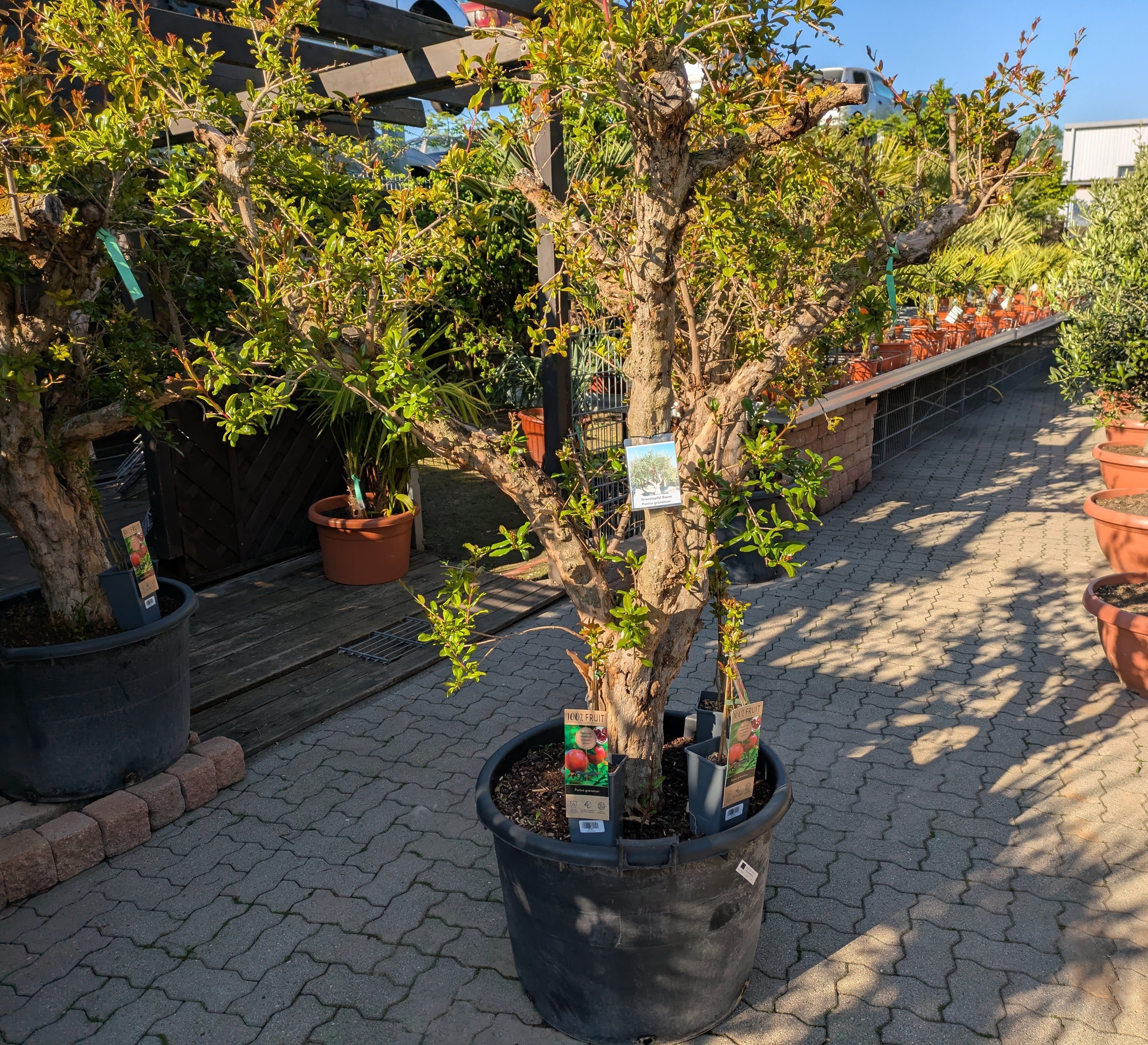 75 Jahre alter Granatapfelbaum