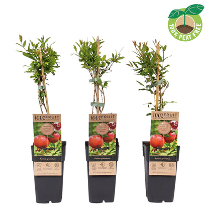 Granatapfelbaum, Punica granatum, Busch