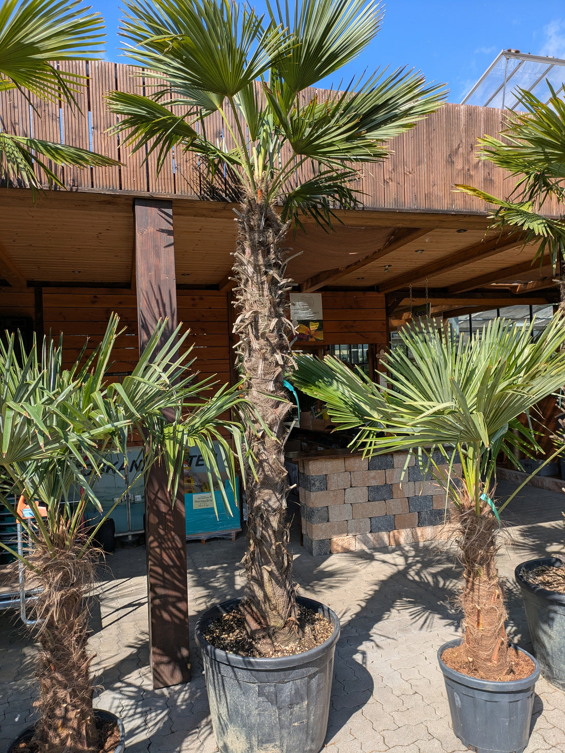 Trachycarpus fotunei 200cm Stamm