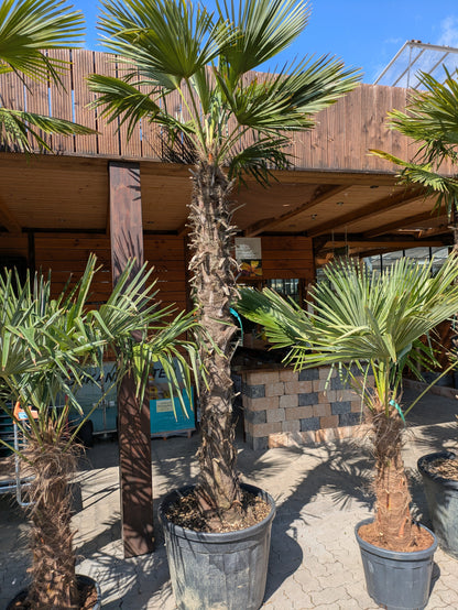 Trachycarpus fotunei 200cm Stamm