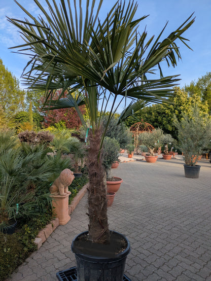 Hanfpalme 260 cm höhe im Toskanagarten
