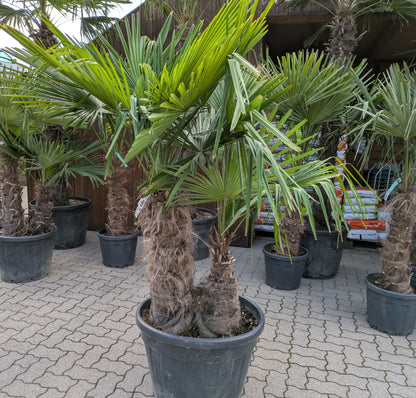 Trachycarpus Hanfpalme mit 2 Stämmen im Topf vor anderen Hanfpalmen