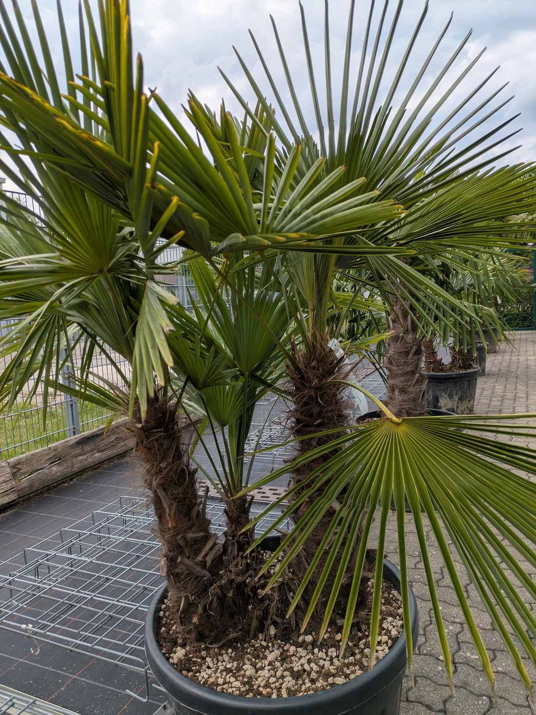 3 stämige Hanfpalme
