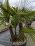 3 stämige Hanfpalme