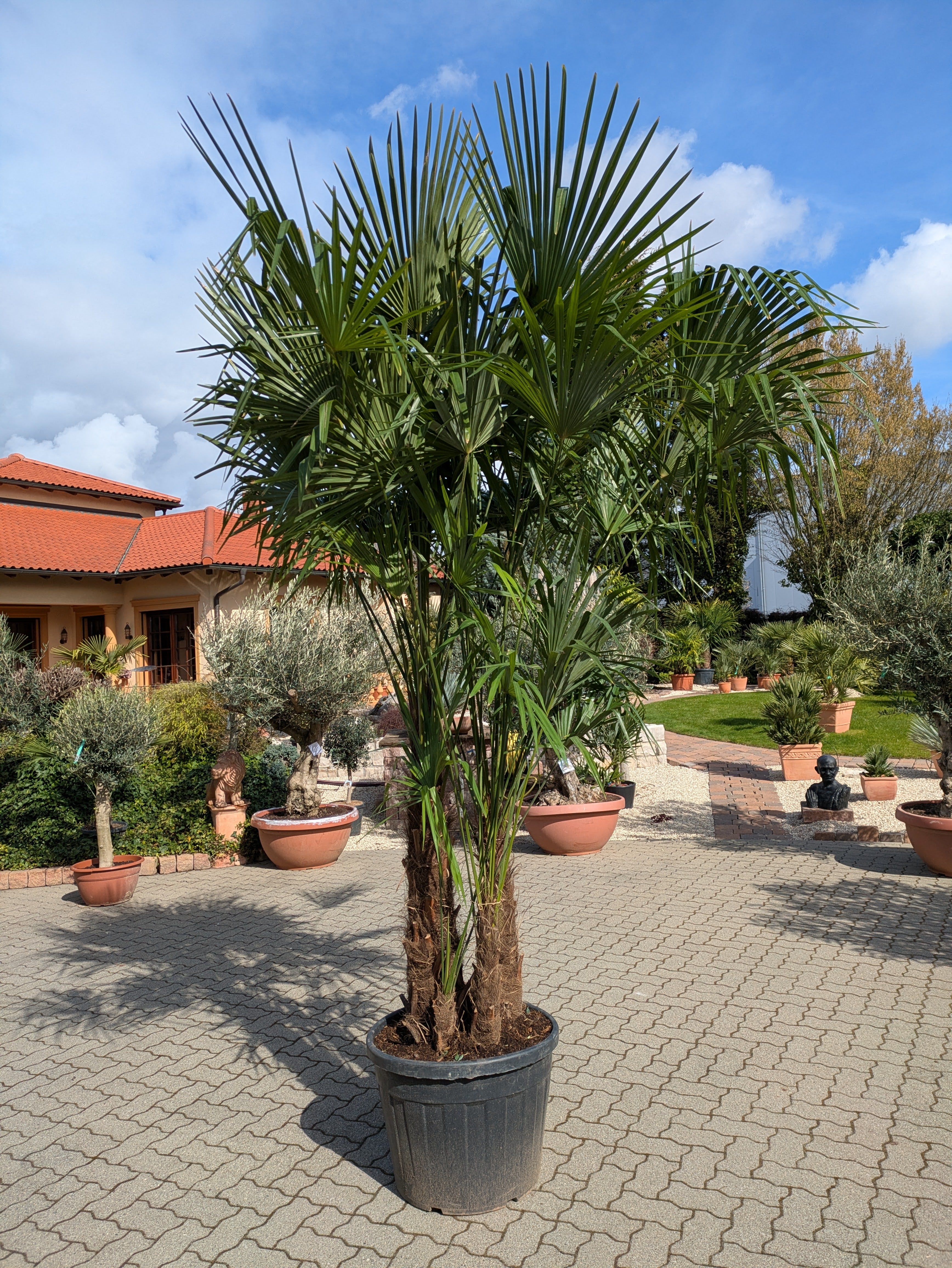 mehrstämmige Hanfpalme 350cm Höhe