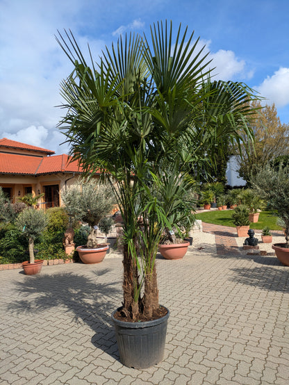 mehrstämmige Hanfpalme 350cm Höhe