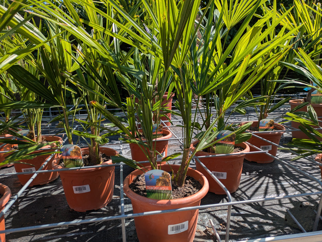 Trachycarpus 70cm Höhe