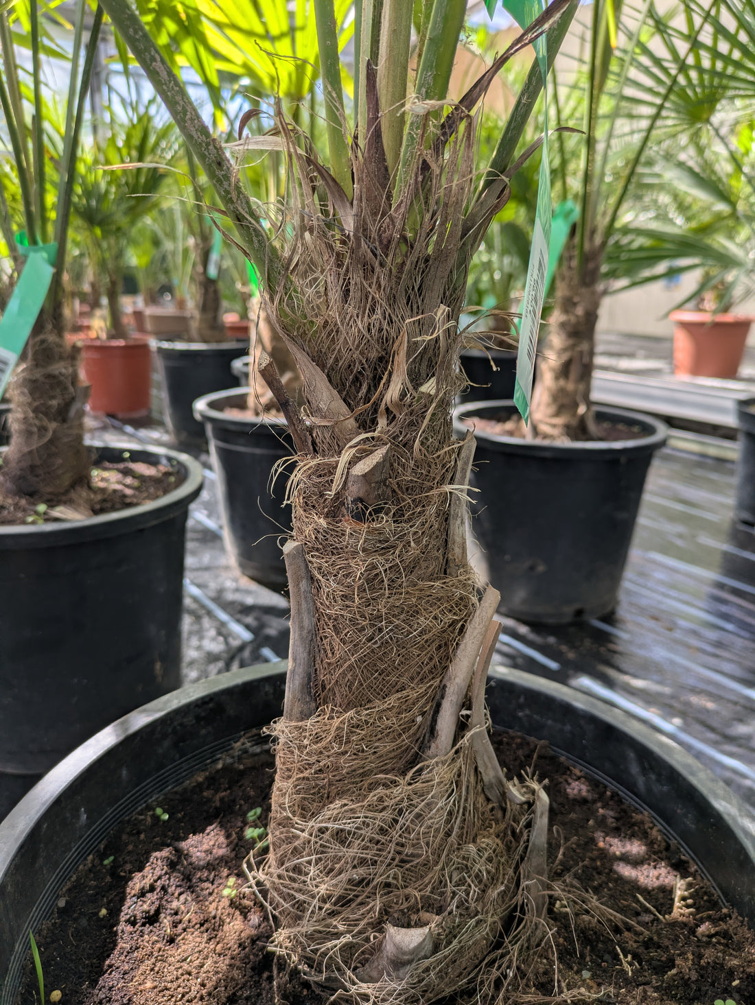 Stamm von Hanfpalme 140 cm 