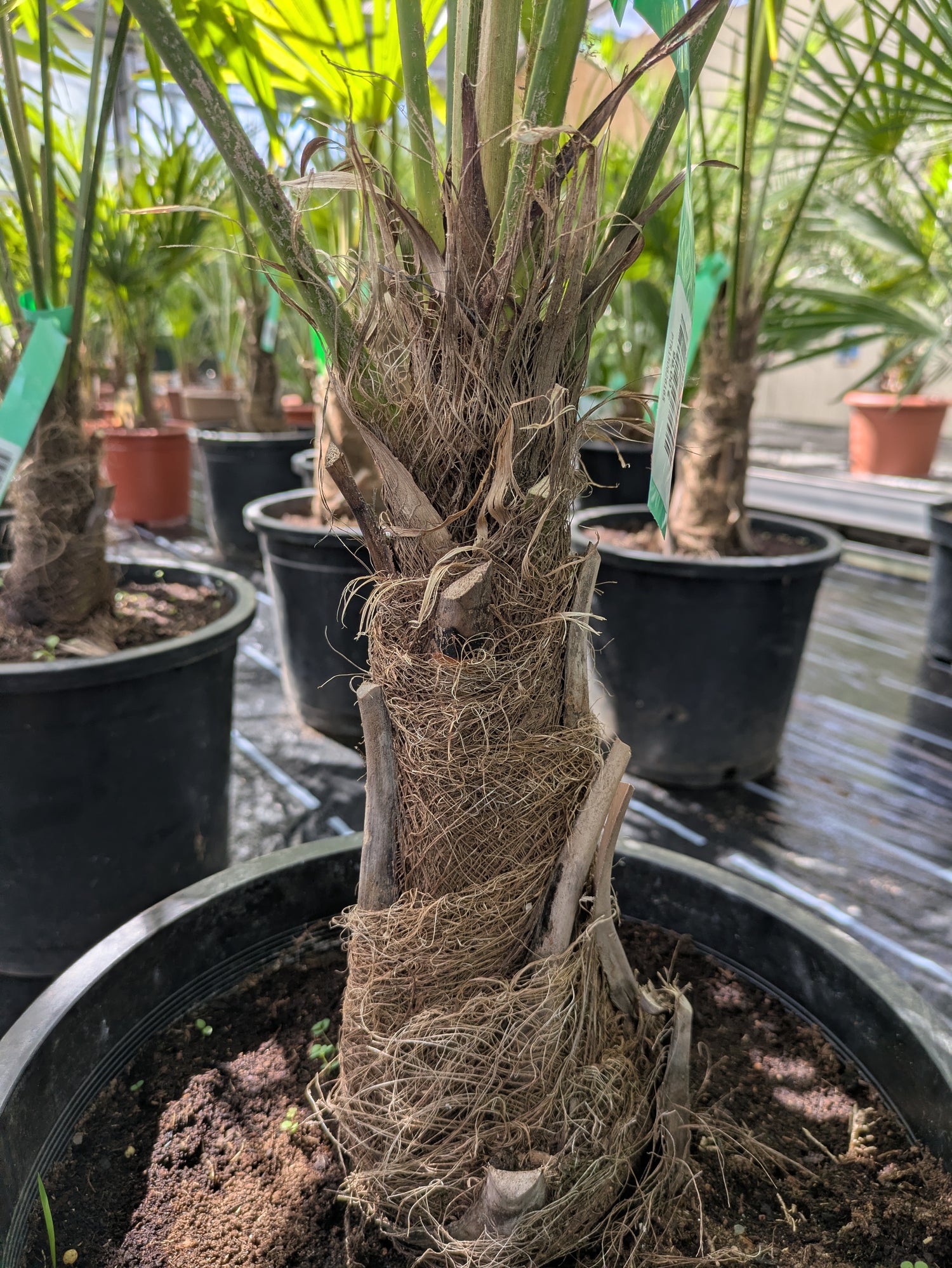 Stamm von Hanfpalme 140 cm 