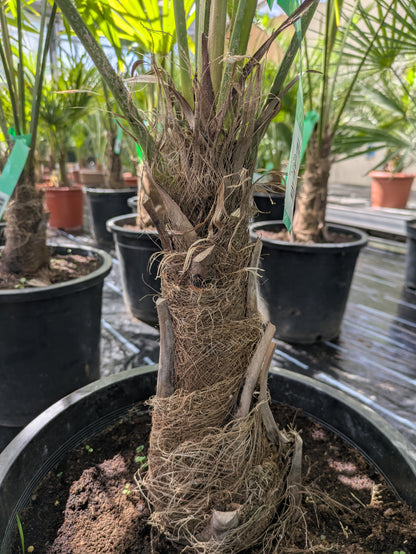 Stamm von Hanfpalme 140 cm 