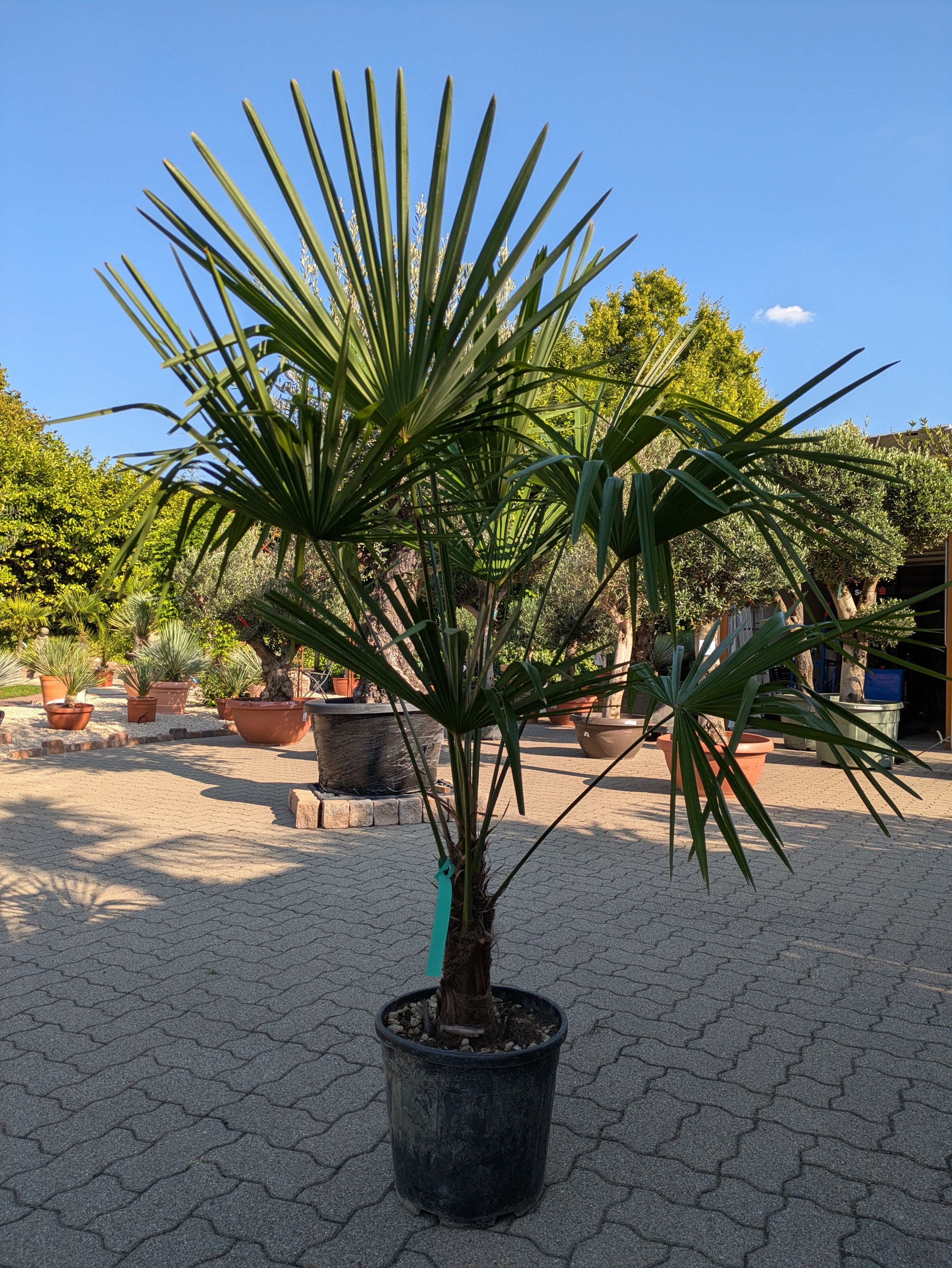 Hanfpalme 170 cm 30cm Stamm