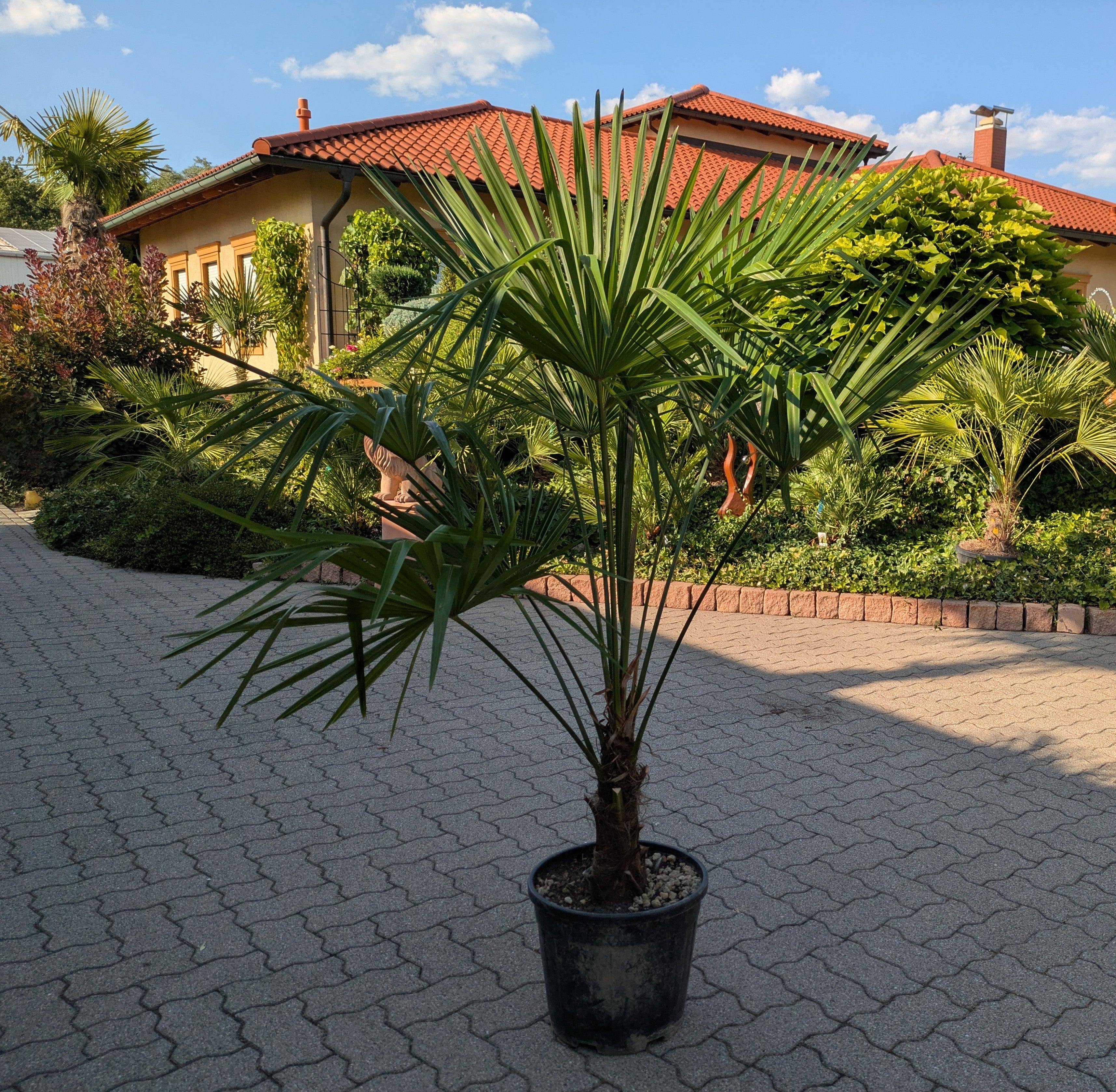 Hanfpalme 170 cm