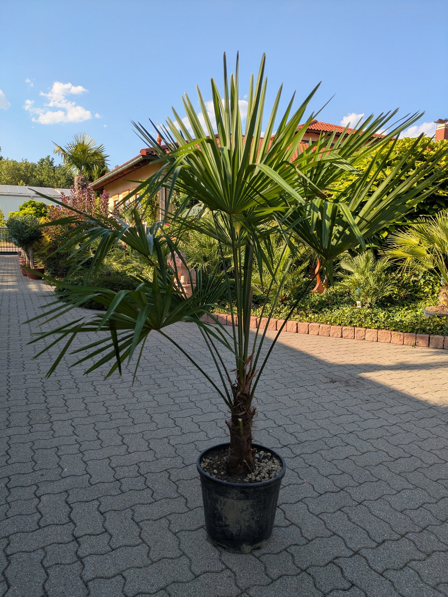 Hanfpalme 170 cm im Toskanagarten