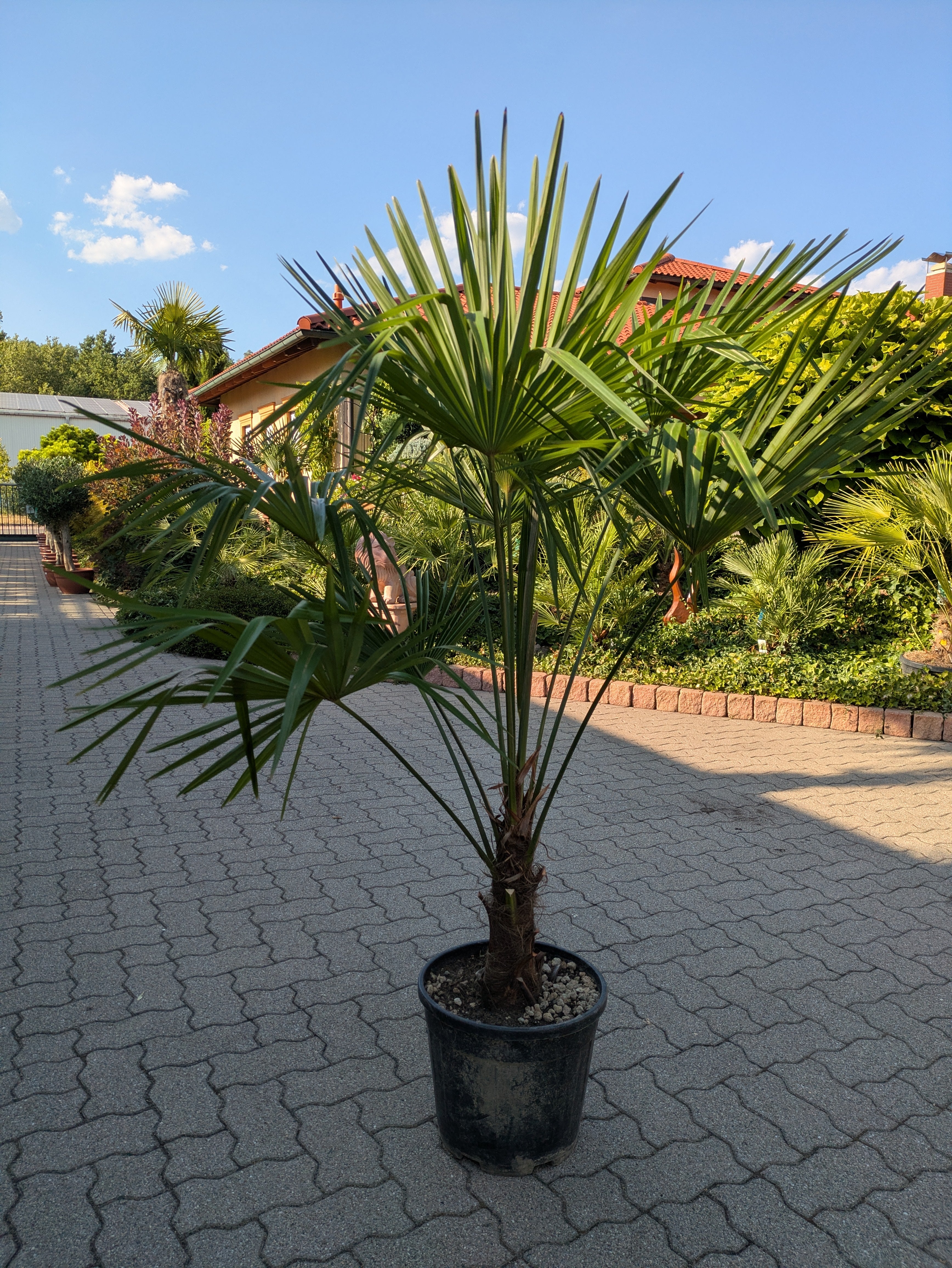 Hanfpalme 170 cm im Toskanagarten