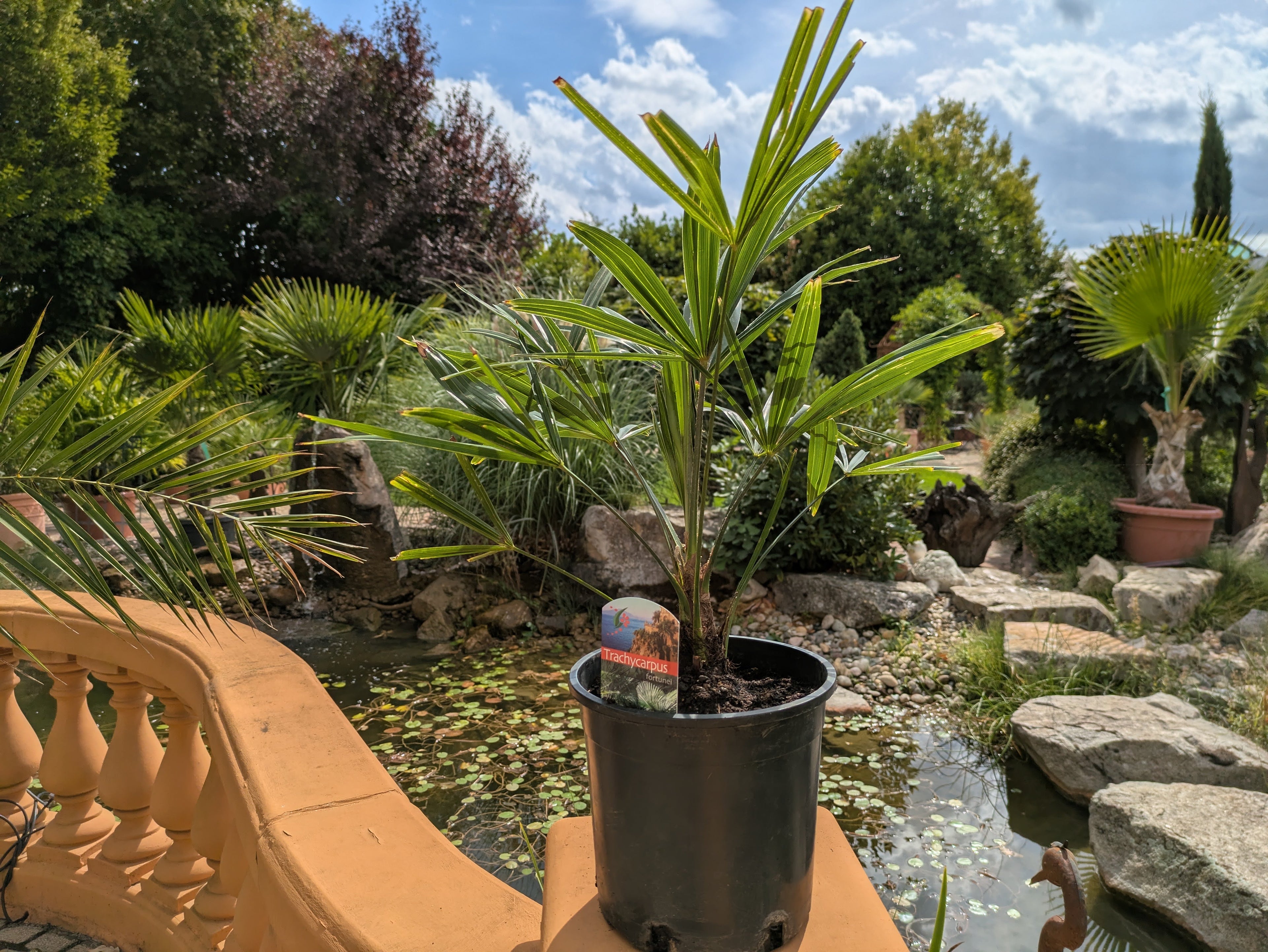 Hanfpalme 55 cm